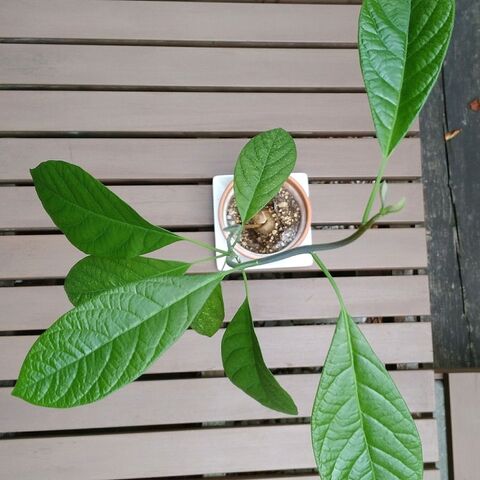 アボカドの種 植えてみました 2 暮らしニスタ アボカドの種 植えてみました 2 暮らしニスタ