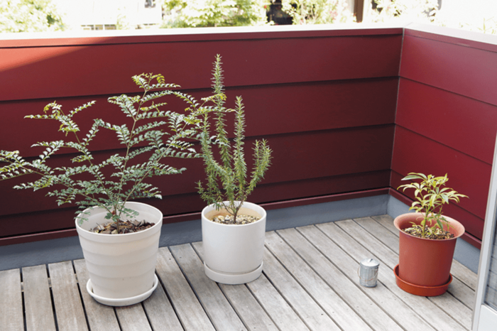 お気に入りの植物が並んだバルコニー
