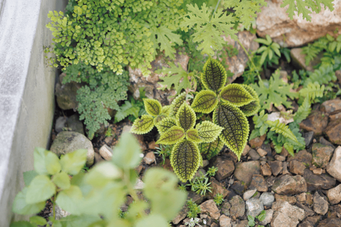 ピレア・モリス‘ムーンバレー‘