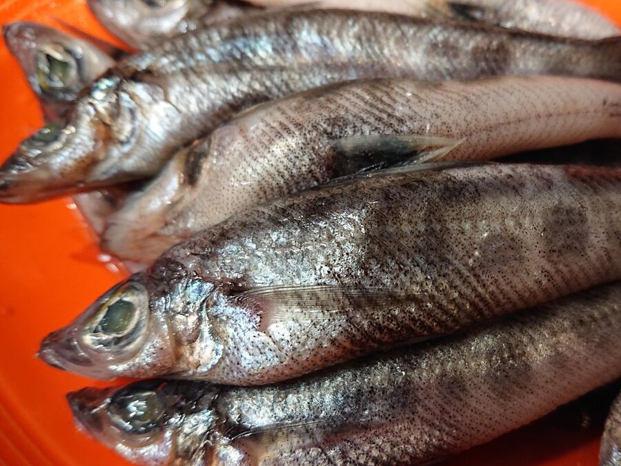 深海魚 めひかり 超 美味しい 暮らしニスタ 深海魚 めひかり 超 美味しい 暮らしニスタ