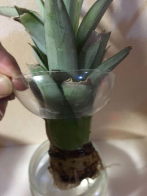 家庭菜園 パイナップルを育ててみる 暮らしニスタ 家庭菜園 パイナップルを育ててみる 暮らしニスタ