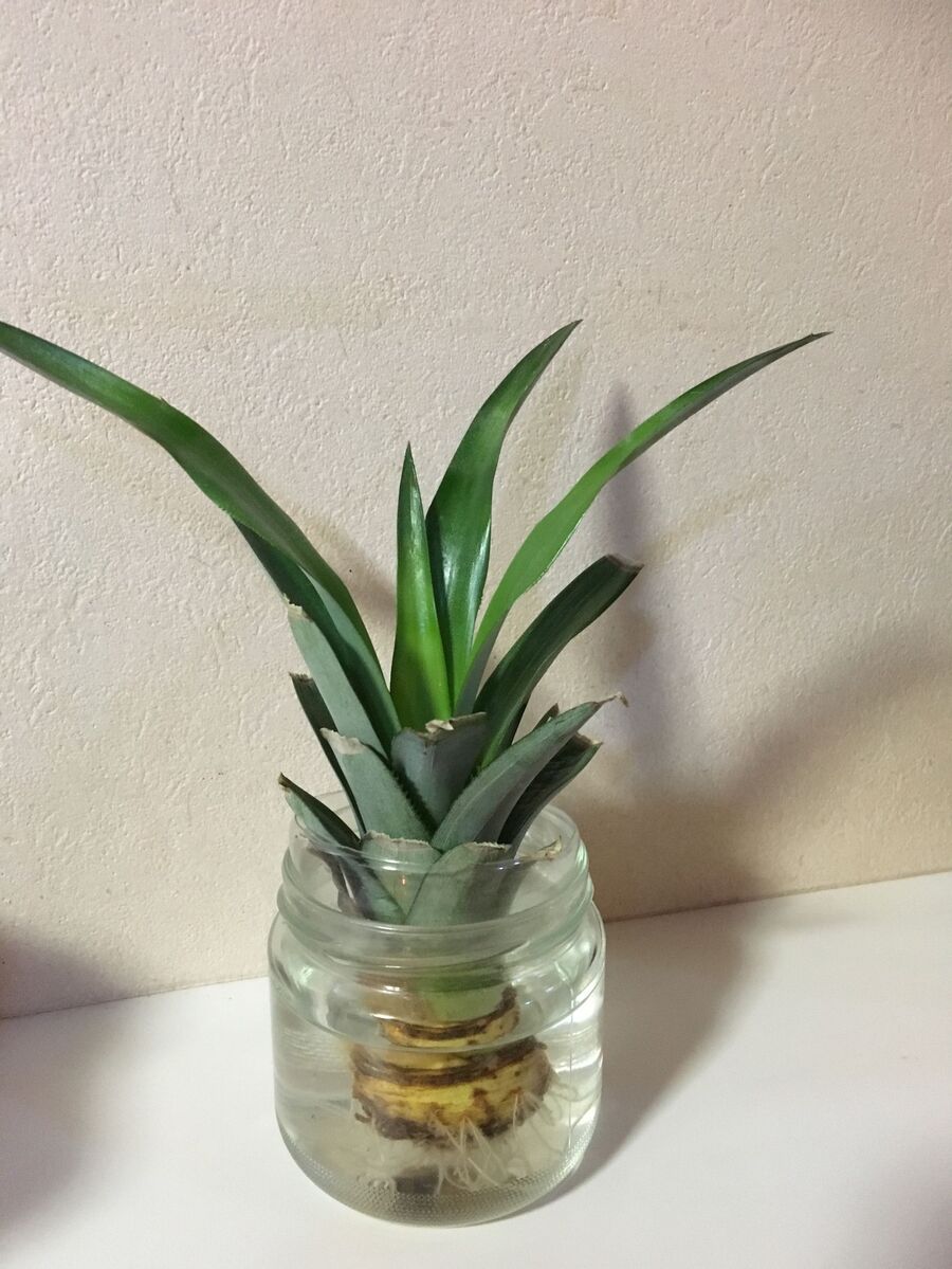 家庭菜園 パイナップルを育ててみる 暮らしニスタ 家庭菜園 パイナップルを育ててみる 暮らしニスタ
