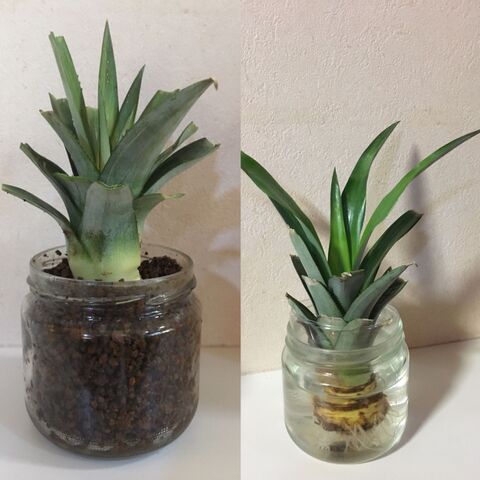 家庭菜園 パイナップルを育ててみる 暮らしニスタ 家庭菜園 パイナップルを育ててみる 暮らしニスタ