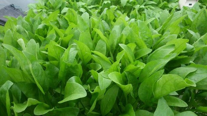 ほうれん草の保存方法 知っていますか おいしく長持ちさせてたくさん食べよう 暮らしニスタ