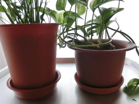 セリアリメイク 観葉植物の寒さ対策 100均グッズでグリーン ポットカバーも冬支度 暮らしニスタ セリアリメイク 観葉植物の寒さ対策 100均グッズでグリーン ポットカバーも冬支度 暮らしニスタ