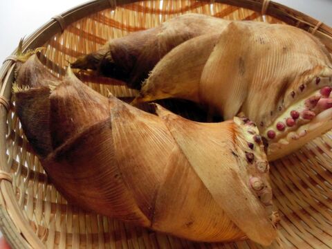 たけのこを上手にアク抜きする方法と保存の仕方をチェック 暮らしニスタ