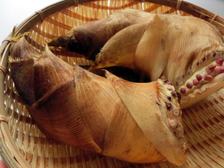 たけのこを上手にアク抜きする方法と保存の仕方をチェック 暮らしニスタ たけのこを上手にアク抜きする方法と保存の仕方をチェック 暮らしニスタ