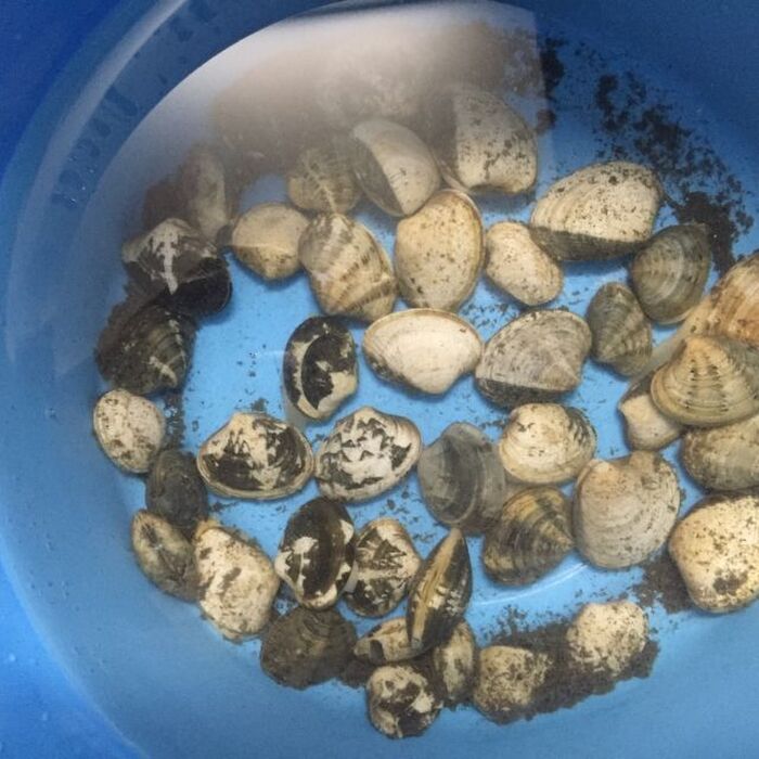 あさりの砂ぬきはこれでカンペキ 保存方法やおいしいレシピも大公開 暮らしニスタ あさりの砂ぬきはこれでカンペキ 保存方法やおいしいレシピも大公開 暮らしニスタ