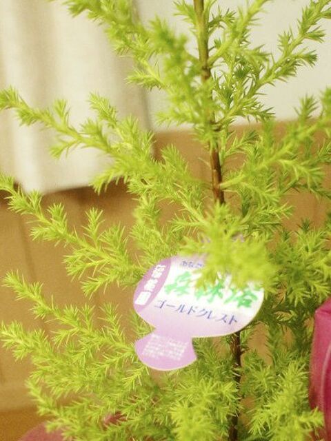 要注意 ゴールドクレストはヒノキ花粉 暮らしニスタ 要注意 ゴールドクレストはヒノキ花粉 暮らしニスタ