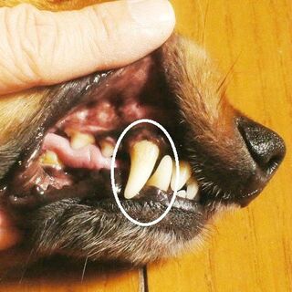 歯石がポロッと落ちる マジックゼオプロ 暮らしニスタ 歯石がポロッと落ちる マジックゼオプロ 暮らしニスタ