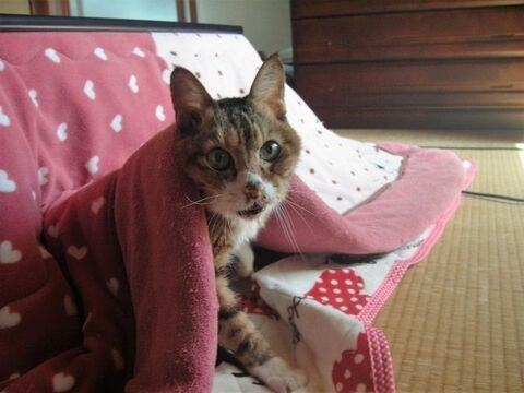 いつまで使えるの こたつ布団と毛布の寿命と正しい捨て方について 暮らしニスタ いつまで使えるの こたつ布団と毛布の寿命と正しい捨て方について 暮らしニスタ
