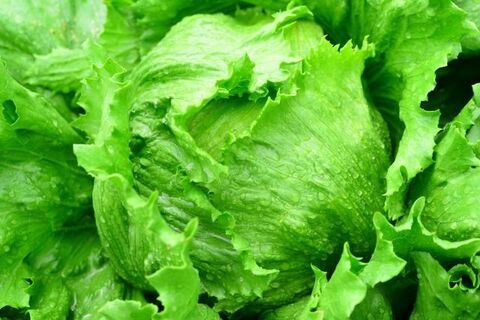 レタスを長持ちさせる保存方法は 爪楊枝や小麦粉を使った裏技紹介 暮らしニスタ レタスを長持ちさせる保存方法は 爪楊枝や小麦粉を使った裏技紹介 暮らしニスタ
