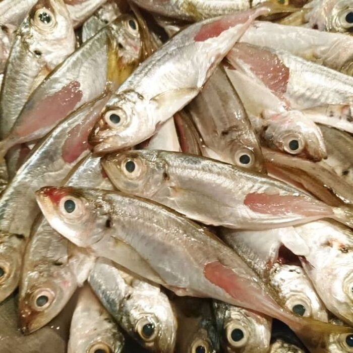 アジの捌き方 三枚おろし 背開きの方法 初心者でもできる 暮らしニスタ アジの捌き方 三枚おろし 背開きの方法 初心者でもできる 暮らしニスタ