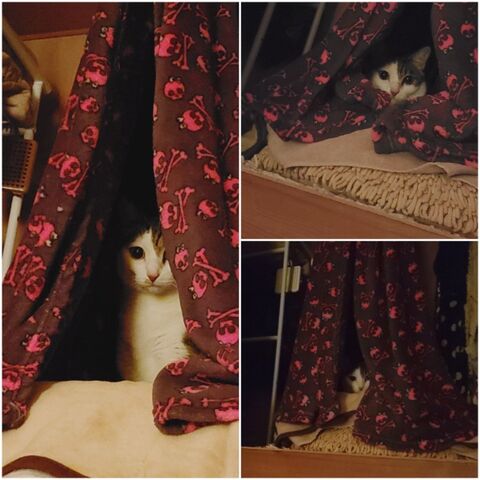 ぬこ様の姫ちゃんベッド くつろぎ場所 暮らしニスタ ぬこ様の姫ちゃんベッド くつろぎ場所 暮らしニスタ