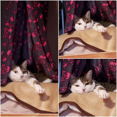 ぬこ様の姫ちゃんベッド くつろぎ場所 暮らしニスタ ぬこ様の姫ちゃんベッド くつろぎ場所 暮らしニスタ