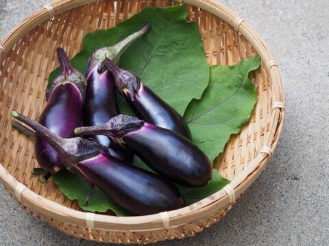 なすは冷凍保存できるの 最適な方法 おすすめレシピをチェック 暮らしニスタ