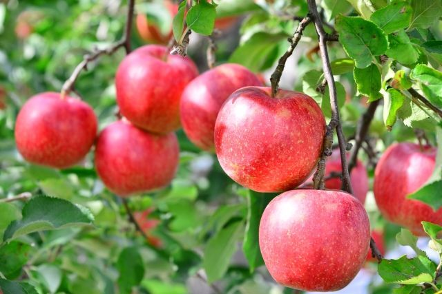 りんごを正しく保存して長くおいしく楽しもう おすすめレシピも紹介 暮らしニスタ