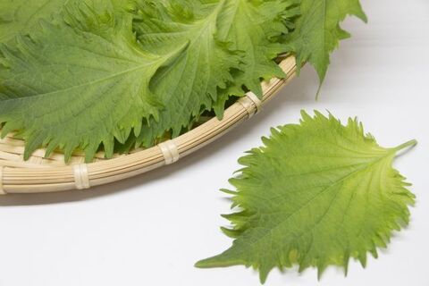 大葉はどう保存する 正しい保存方法や保存期間をチェック 暮らしニスタ 大葉はどう保存する 正しい保存方法や保存期間をチェック 暮らしニスタ
