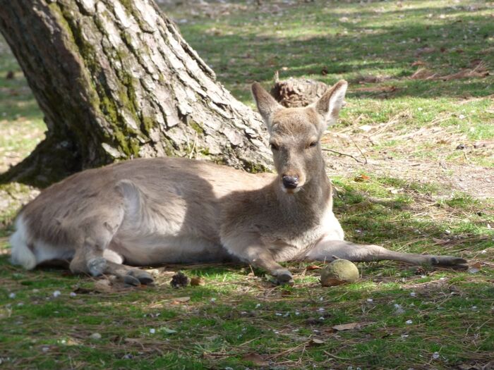 奈良公園に足を踏み入れると鹿さんが・・