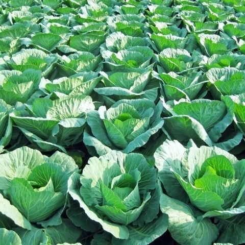 長持ちキープさせる キャベツの正しい保存方法 暮らしニスタ
