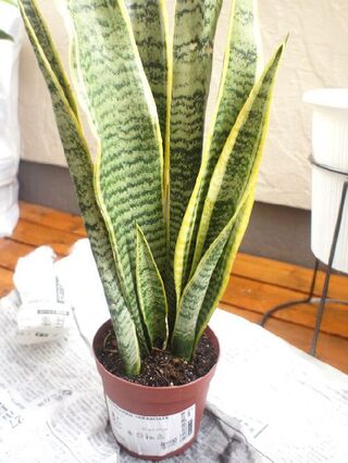 Ikeaで500円offクーポン 風水でも人気のサンスベリアが仲間入り 暮らしニスタ Ikeaで500円offクーポン 風水でも人気のサンスベリアが仲間入り 暮らしニスタ