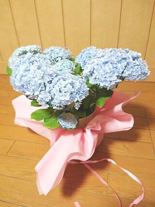 母の日のプレゼント アジサイ てまりてまり 暮らしニスタ 母の日のプレゼント アジサイ てまりてまり 暮らしニスタ