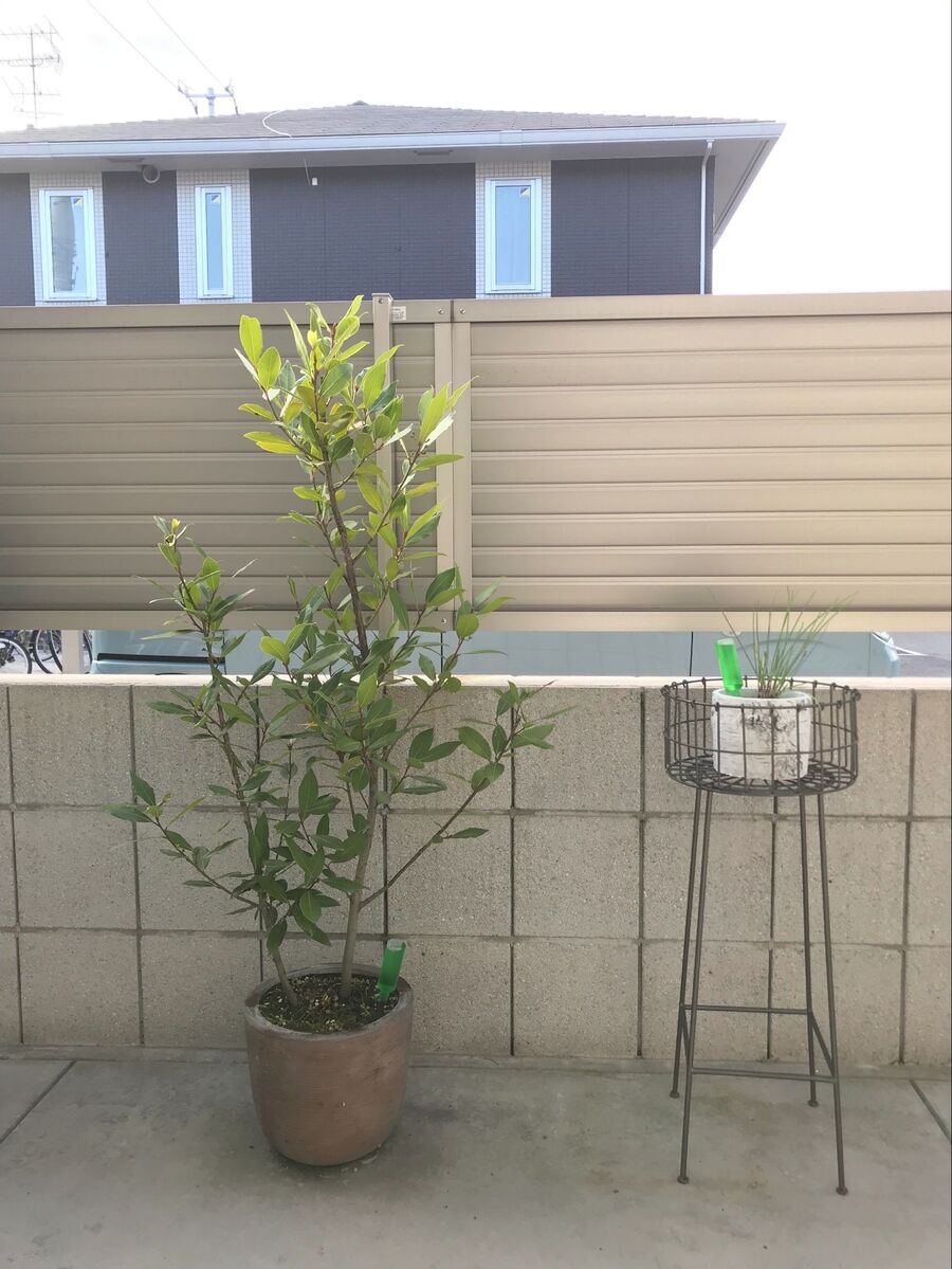 ハーブ 自家製ローリエに挑戦した結果 暮らしニスタ ハーブ 自家製ローリエに挑戦した結果 暮らしニスタ