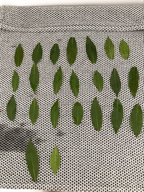 ハーブ 自家製ローリエに挑戦した結果 暮らしニスタ ハーブ 自家製ローリエに挑戦した結果 暮らしニスタ