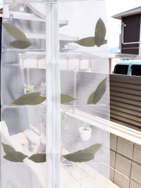 ハーブ 自家製ローリエに挑戦した結果 暮らしニスタ ハーブ 自家製ローリエに挑戦した結果 暮らしニスタ