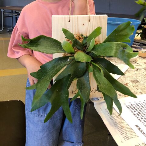 思っていたより簡単でした 観葉植物の板付け 暮らしニスタ 思っていたより簡単でした 観葉植物の板付け 暮らしニスタ