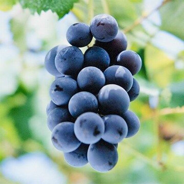 【2019】ふるさと納税でもらえるぶどう・マスカットランキング!