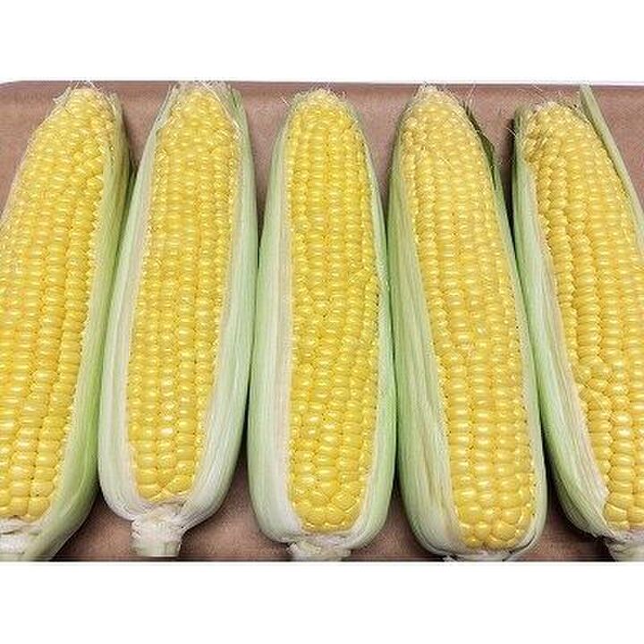 【2019】ふるさと納税で「とうもろこし」のギフトをもらおう!