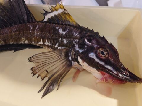 お魚図鑑 ハッカク の巻 by 魚秀 Vol 2 暮らしニスタ お魚図鑑 ハッカク の巻 by 魚秀 Vol 2 暮らしニスタ