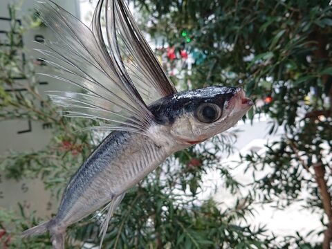 お魚図鑑 とびうお の巻 by 魚秀 Vol 3 暮らしニスタ お魚図鑑 とびうお の巻 by 魚秀 Vol 3 暮らしニスタ