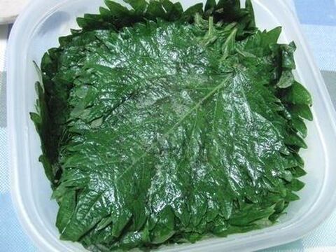 半年以上もちます 大葉の塩漬け 暮らしニスタ