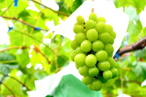 19 産地直送 高級ぶどう シャインマスカットのランキング トップ10 暮らしニスタ