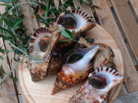 お魚図鑑 ほら貝 の巻 by 魚秀 Vol 8 暮らしニスタ お魚図鑑 ほら貝 の巻 by 魚秀 Vol 8 暮らしニスタ