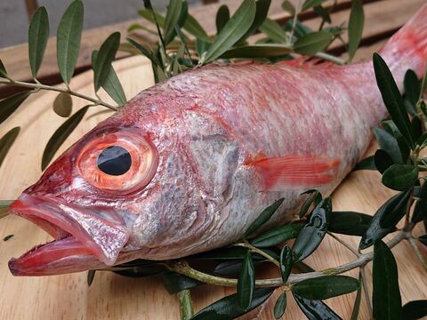 お魚図鑑 のどぐろ の巻 by 魚秀 Vol 9 暮らしニスタ お魚図鑑 のどぐろ の巻 by 魚秀 Vol 9 暮らしニスタ