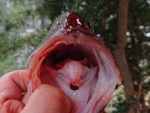 お魚図鑑 宝石ハタ の巻 by 魚秀 Vol 11 暮らしニスタ お魚図鑑 宝石ハタ の巻 by 魚秀 Vol 11 暮らしニスタ