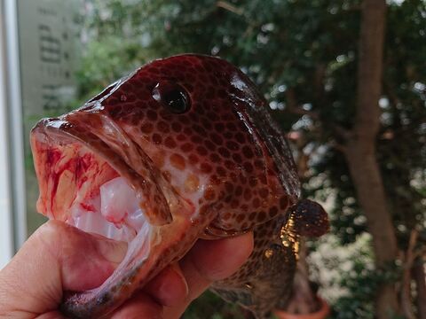 お魚図鑑 宝石ハタ の巻 by 魚秀 Vol 11 暮らしニスタ お魚図鑑 宝石ハタ の巻 by 魚秀 Vol 11 暮らしニスタ