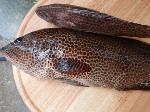 お魚図鑑 宝石ハタ の巻 by 魚秀 Vol 11 暮らしニスタ お魚図鑑 宝石ハタ の巻 by 魚秀 Vol 11 暮らしニスタ