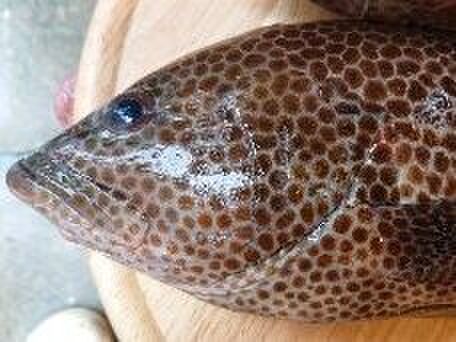 お魚図鑑 宝石ハタ の巻 by 魚秀 Vol 11 暮らしニスタ お魚図鑑 宝石ハタ の巻 by 魚秀 Vol 11 暮らしニスタ