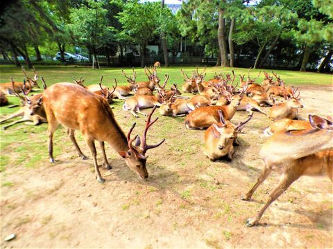 奈良 鹿さん貸し切りにできちゃう時間とは 暮らしニスタ