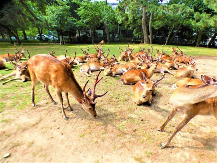 奈良県庁前の興福寺近くの公園で鹿の集団に遭遇！