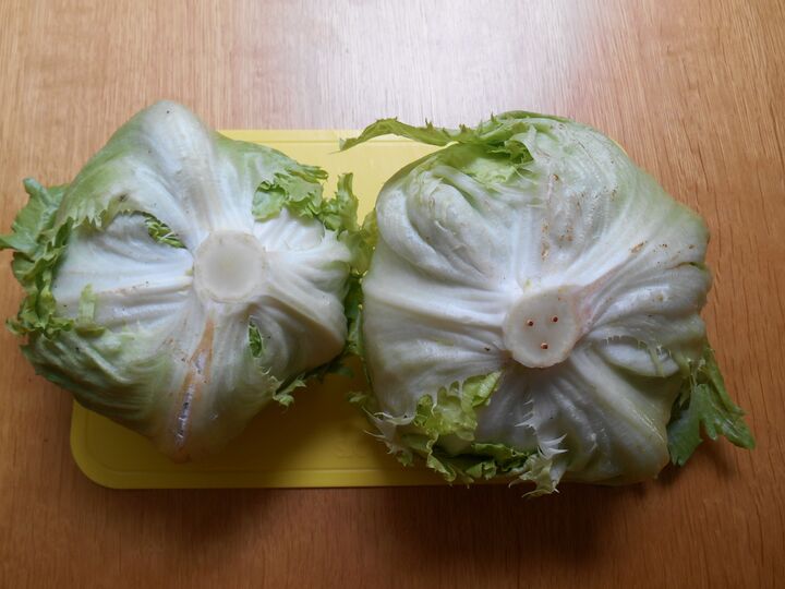 レタスが30日間以上シャキシャキのまま!たった2つのコツで保存期間が延びる