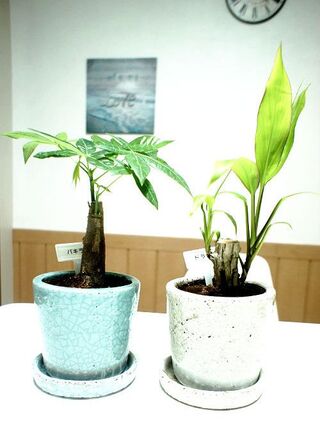 ダイソーの観葉植物も豪華に オシャレなダルトンの カラーグレーズポット 暮らしニスタ ダイソーの観葉植物も豪華に オシャレなダルトンの カラーグレーズポット 暮らしニスタ