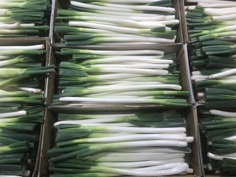 ネギの保存期間は 冷凍 冷蔵 保存方法をご紹介 暮らしニスタ