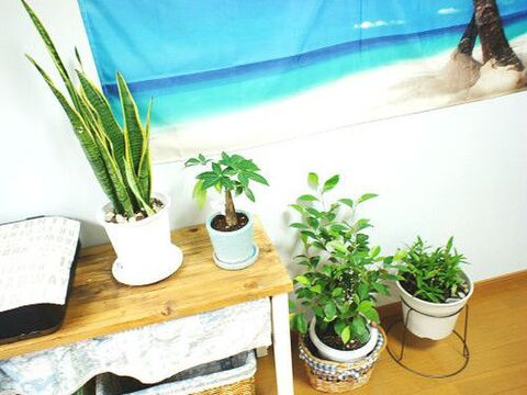 カビ対策にも 夏の観葉植物の管理 室外機の熱風を避け移動 暮らしニスタ カビ対策にも 夏の観葉植物の管理 室外機の熱風を避け移動 暮らしニスタ