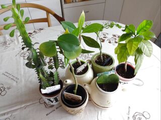 ダイソーで購入した観葉植物たち 暮らしニスタ