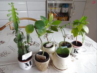 ダイソーで購入した観葉植物たち 暮らしニスタ ダイソーで購入した観葉植物たち 暮らしニスタ